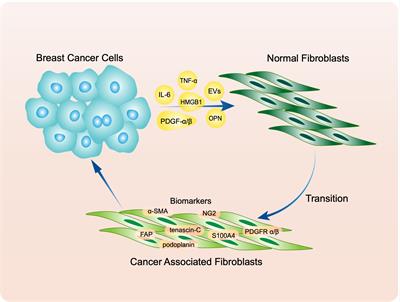 The role of cancer-associated fibroblasts in breast cancer metastasis